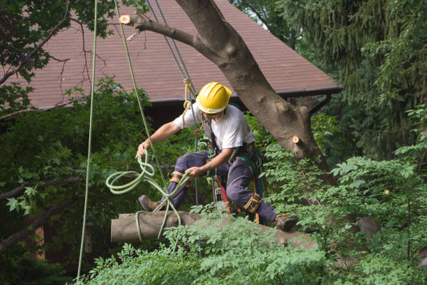 Professional Tree Care in Garden Plain, KS